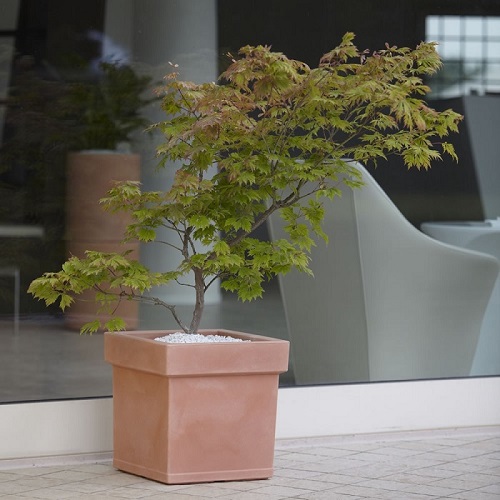 Saksije srednje velicine